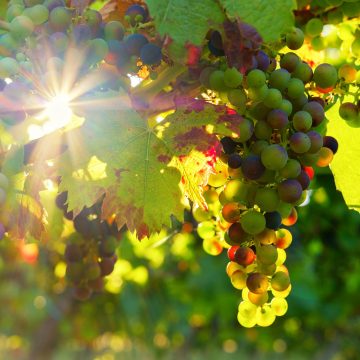 Vinhos de Almeirim arrecadam 7 medalhas de ouro na 3ª edição do Concurso Cidades do Vinho