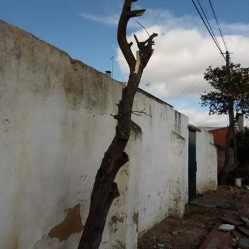 Queixa na GNR: Árvores podadas sem autorização