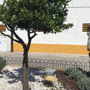 Apicultor captura ninho de abelhas no centro de Almeirim