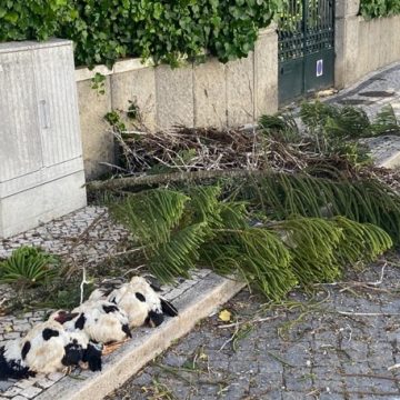 Árvore cai e mata três cegonhas