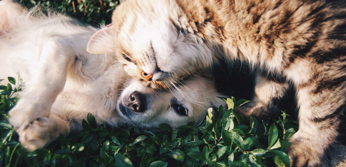 Adoção de animais de companhia arranca já este sábado