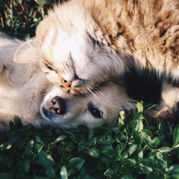 Câmara promove esterilização de cães e gatos