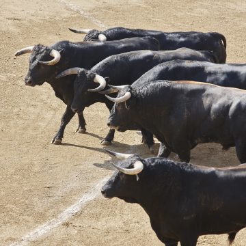 Corridas de toiros regressam a Alpiarça