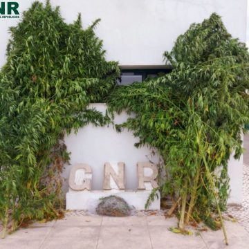 Homem com 62 anos detido por cultivo de canábis