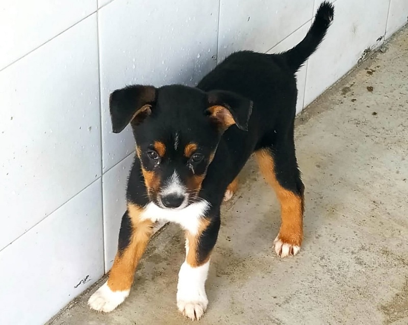 Este sábado é dia de adopção