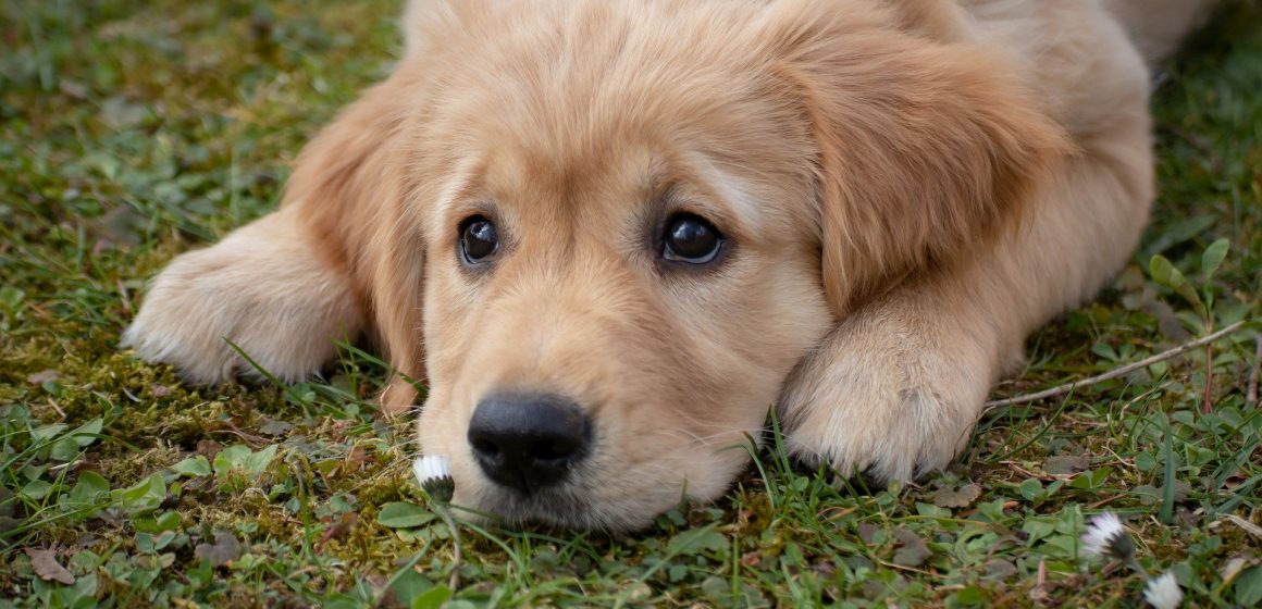 Município de Almeirim organiza Campanha de vacinação contra raiva canina