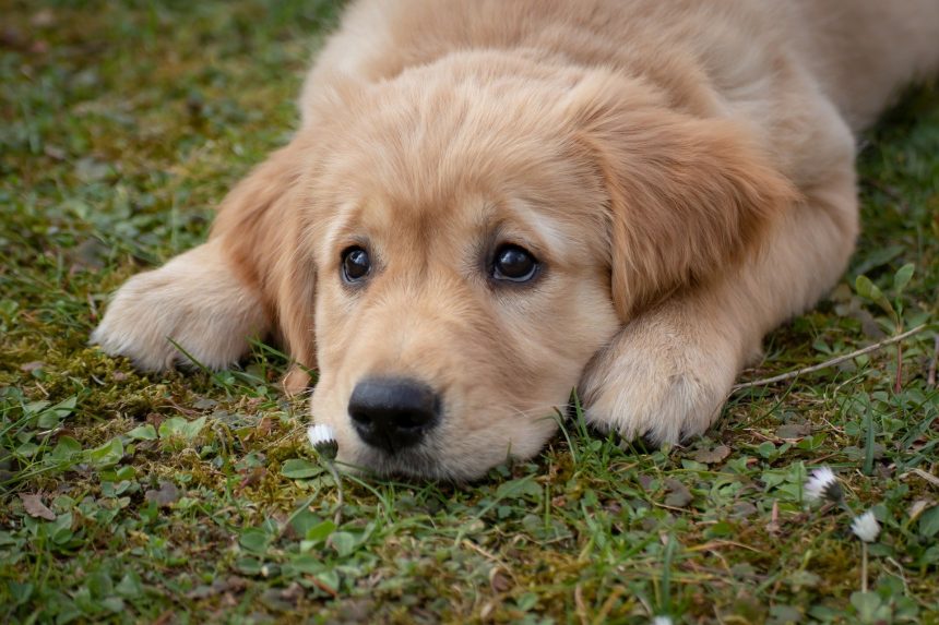 Município de Almeirim organiza Campanha de vacinação contra raiva canina