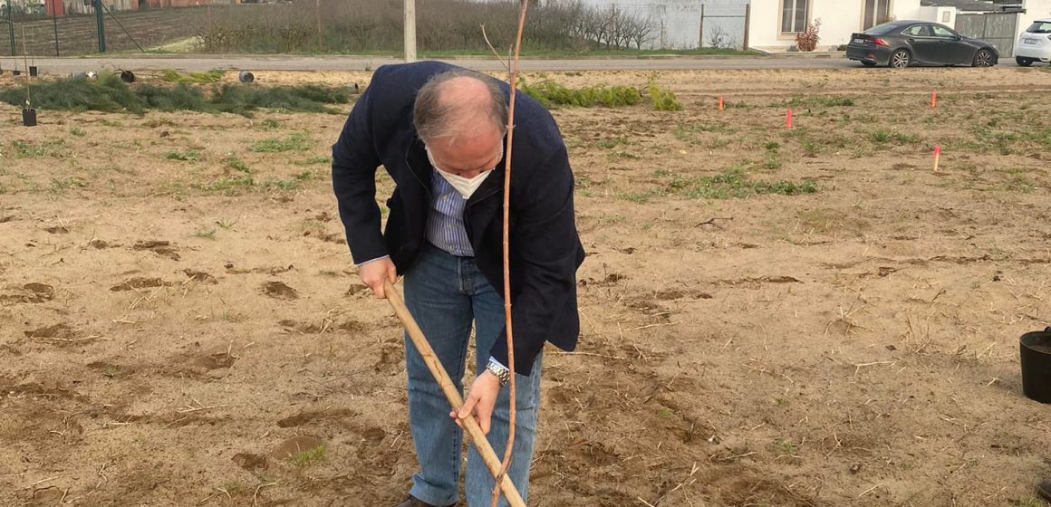 Câmara Municipal de Almeirim planta 100 árvores