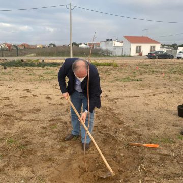 Câmara Municipal de Almeirim planta 100 árvores