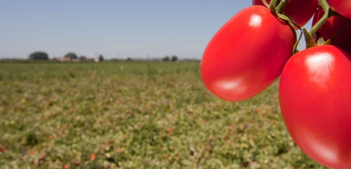 Projeto pioneiro aplica princípios da agricultura de conservação à cultura do tomate para indústria 