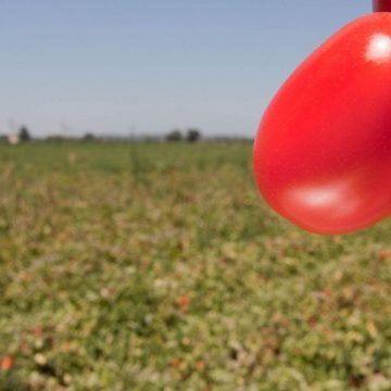 Reunião em Almeirim: Organizações de Produtores de Tomate para Indústria preensivas com escalada de preços