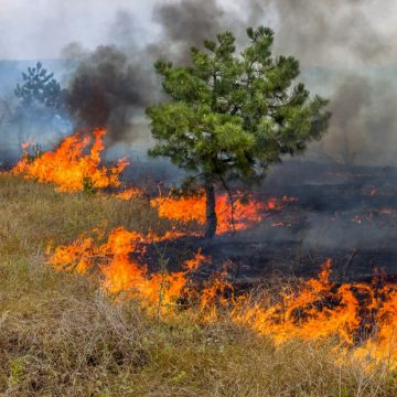 Câmara de Almeirim promove sessões sobre prevenção de Incêndios Florestais