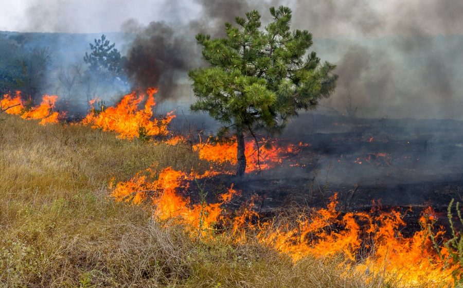 Câmara de Almeirim promove sessões sobre prevenção de Incêndios Florestais