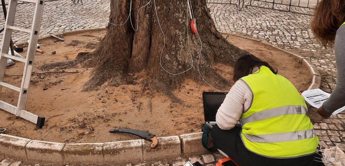 Nova vistoria à Tília do cemitério