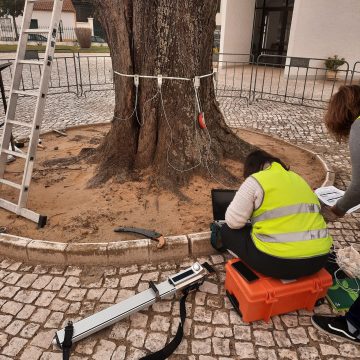 Nova vistoria à Tília do cemitério