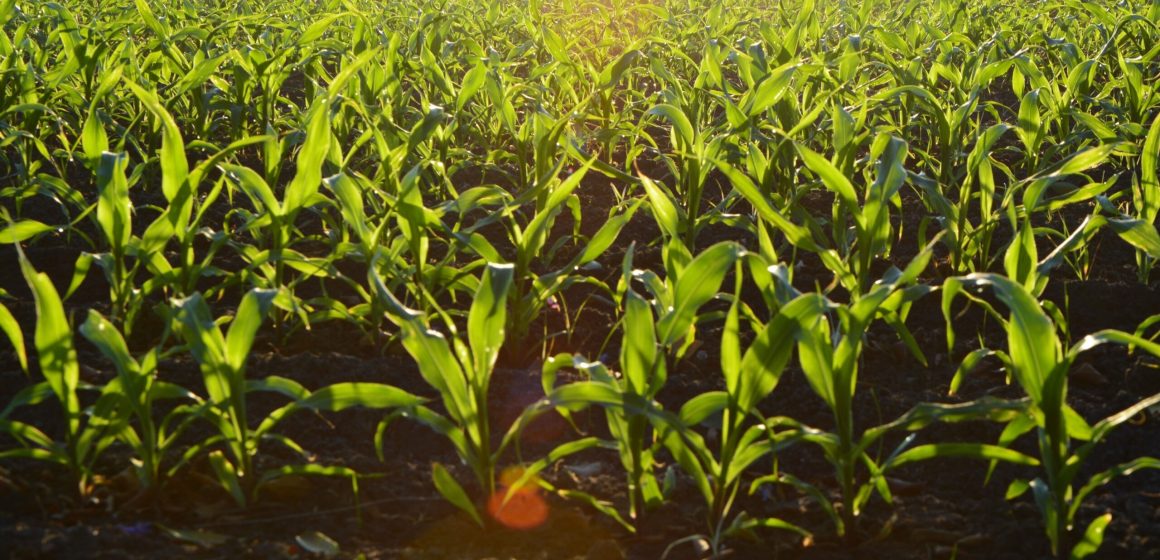 Conferência Internacional apresenta propostas para a transformação do setor agrícola