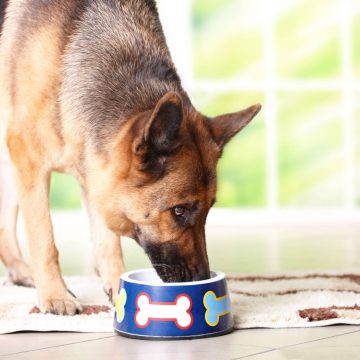 Alergia alimentar nos animais