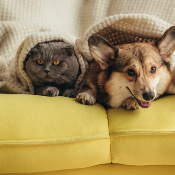 Câmara promove campanha de esterilização para animais de companhia