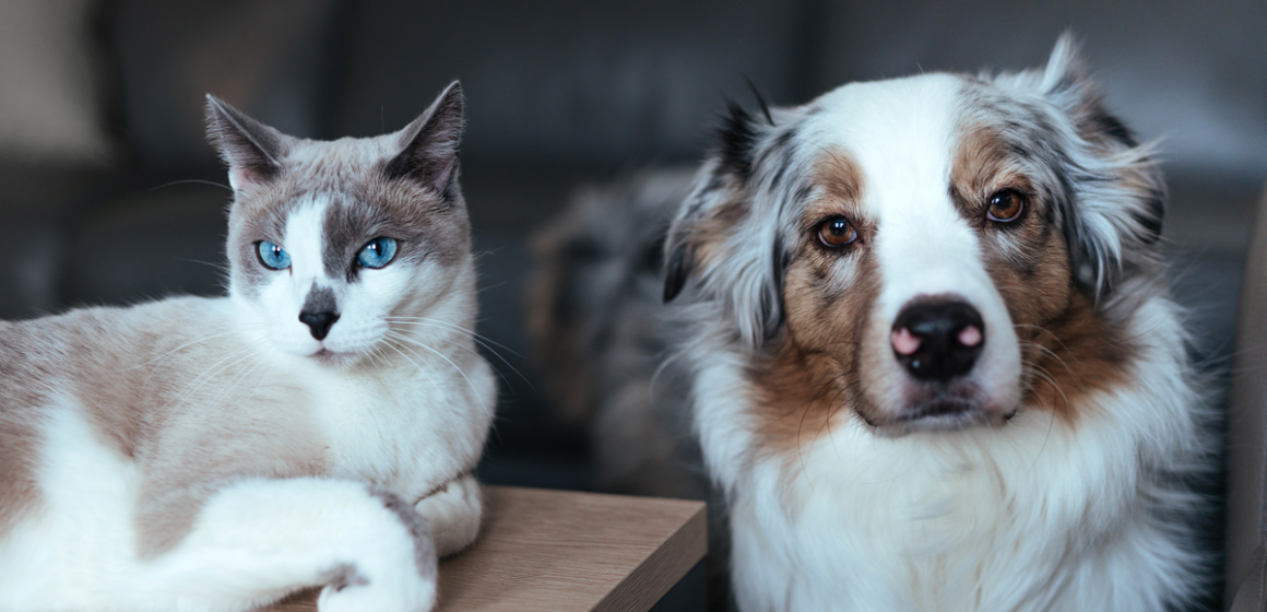 Autarquia promove nova campanha de esterilização de animais de companhia