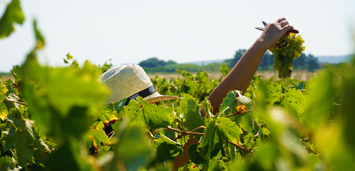 Vinhos do Tejo promovem campanha sob o mote ‘Um Tejo que se abre’