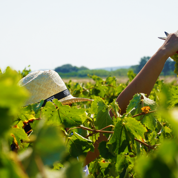 Vinhos do Tejo promovem campanha sob o mote ‘Um Tejo que se abre’