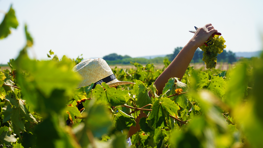Oito vinhos de Almeirim premiados no concurso ‘The Grand International Wine Award’
