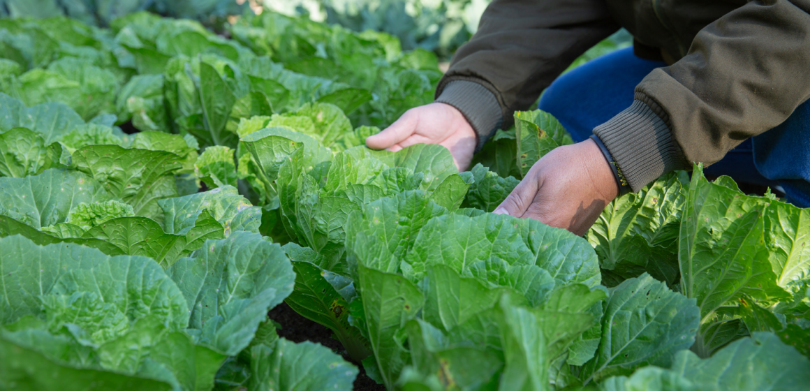 Ministério da Agricultura cria medidas excecionais para frutas e produtos hortícolas