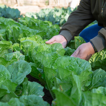 Ministério da Agricultura cria medidas excecionais para frutas e produtos hortícolas