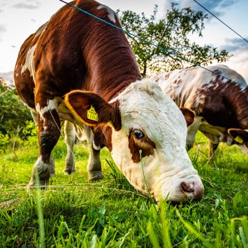 Vírus afeta bovinos em Espanha. Almeirim é um dos concelhos abrangidos pelas restrições em Portugal