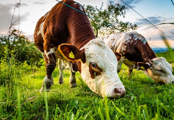 Vírus afeta bovinos em Espanha. Almeirim é um dos concelhos abrangidos pelas restrições em Portugal