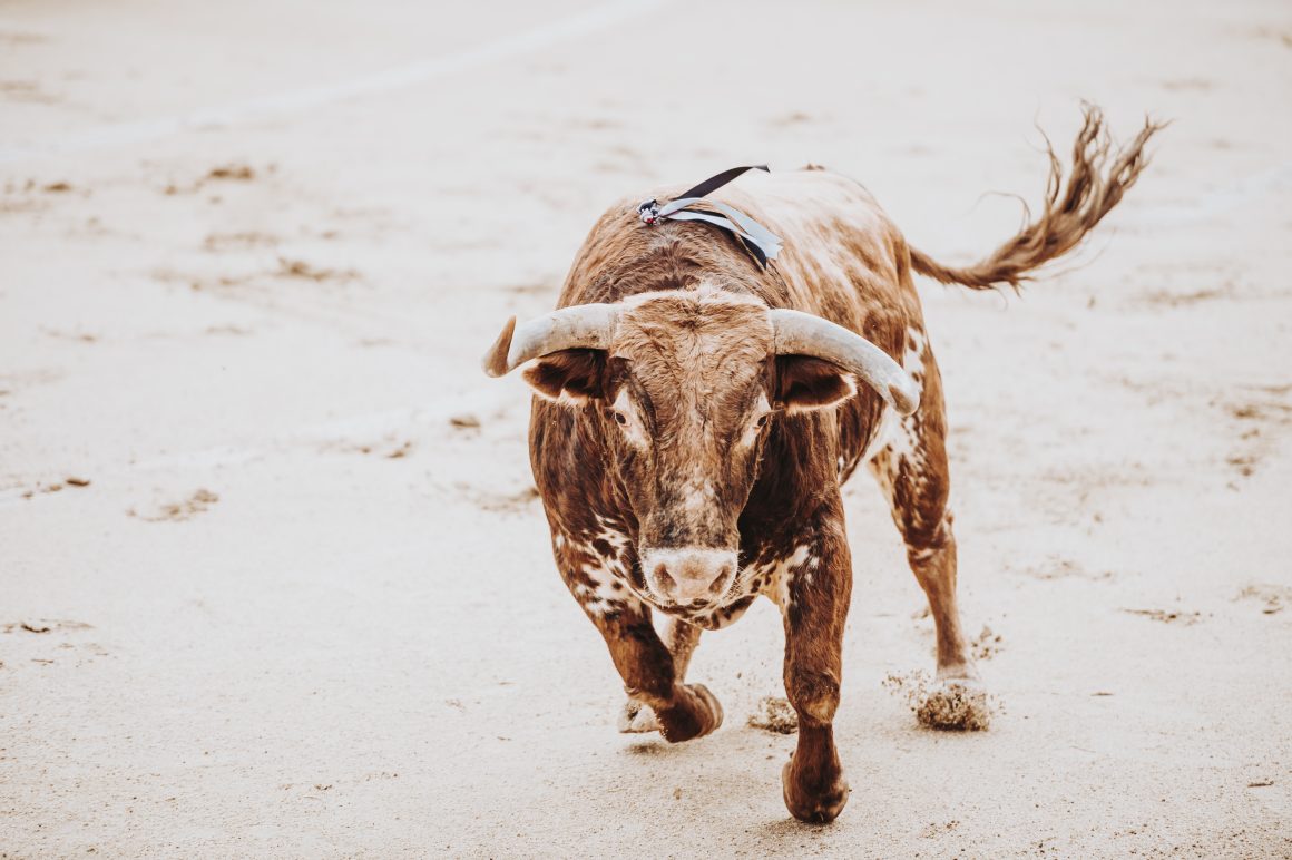 A Tauromaquia, as origens e as suas artes 