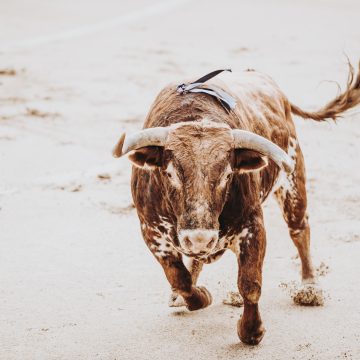 A Tauromaquia, as origens e as suas artes 