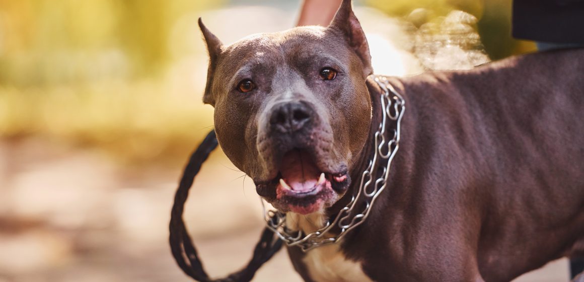 Mulher agredida por dono de cão na via pública