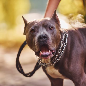 Mulher agredida por dono de cão na via pública