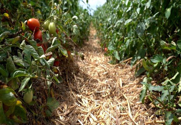 Projeto pioneiro aplica princípios da Agricultura de Conservação à cultura do tomate para indústria