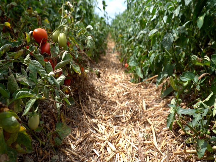 Projeto pioneiro aplica princípios da Agricultura de Conservação à cultura do tomate para indústria