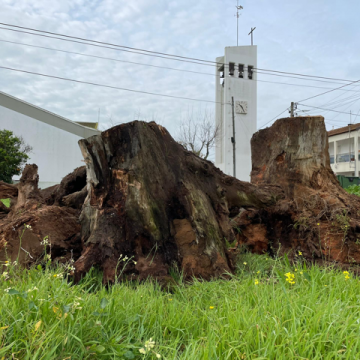 Fogueira de Natal quase pronta a arder