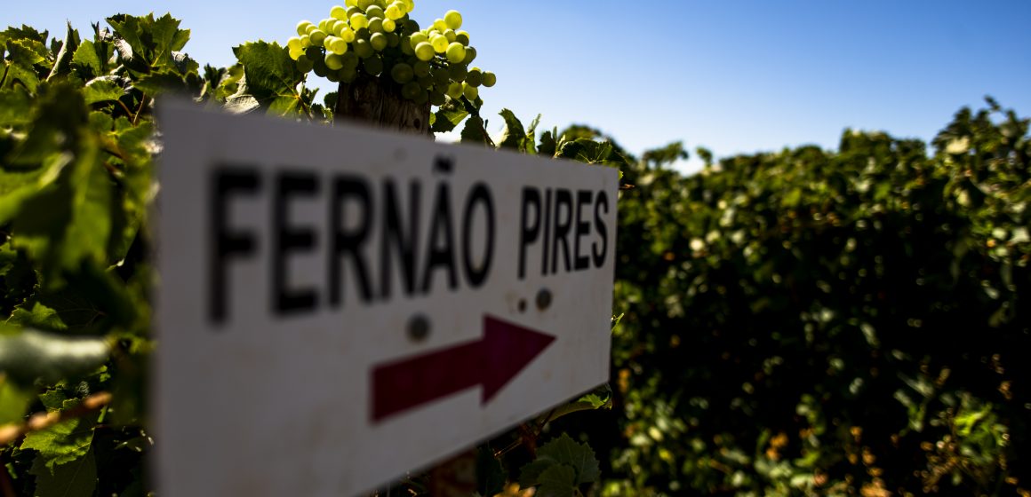 Vinhos de Almeirim à prova na “Fernão Pires e Castelão: o ADN do Tejo” em Lisboa