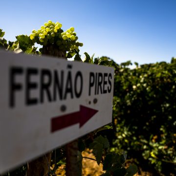 Vinhos de Almeirim à prova na “Fernão Pires e Castelão: o ADN do Tejo” em Lisboa