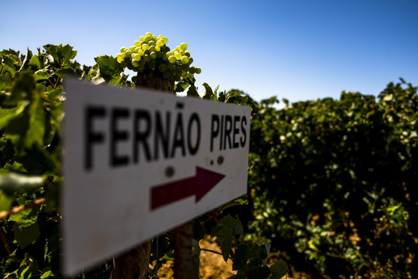 Vinhos de Almeirim à prova na “Fernão Pires e Castelão: o ADN do Tejo” em Lisboa