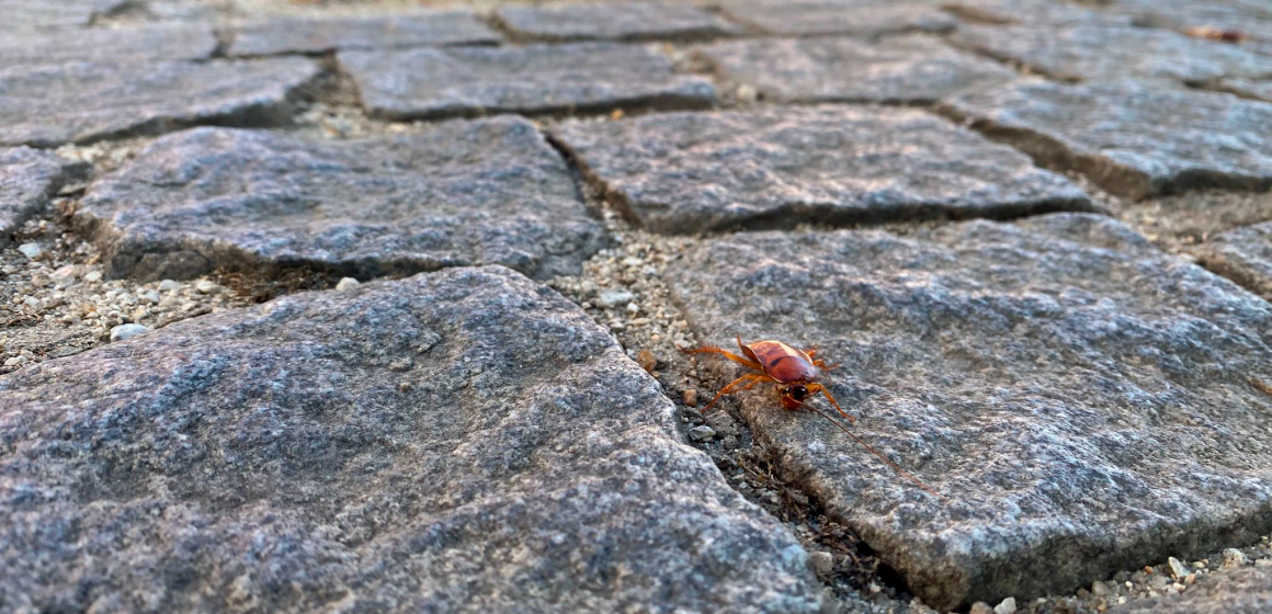 Autarquia de Almeirim combate praga de baratas