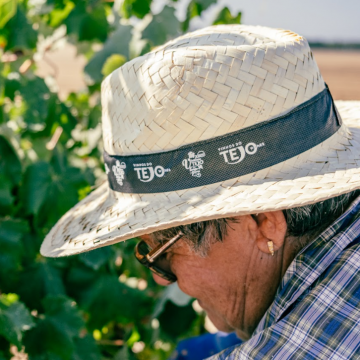 Vinhos do Tejo estimam 10% de crescimento na vindima