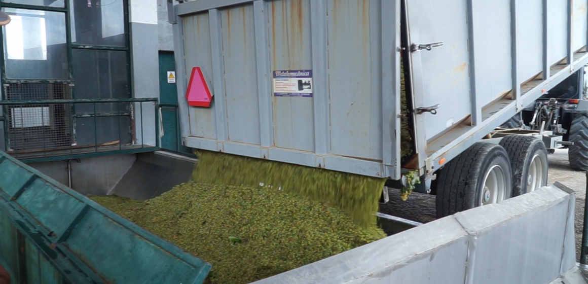 Adega Cooperativa de Almeirim inicia vindima. Há perspetiva de bons vinhos e uma boa produção