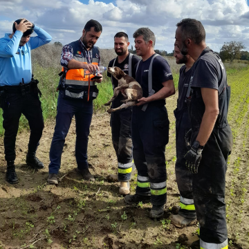Cadela de caça fica presa em manilha e acaba resgatada pelos Bombeiros Voluntários de Almeirim (c/vídeo)