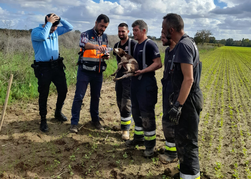 Cadela de caça fica presa em manilha e acaba resgatada pelos Bombeiros Voluntários de Almeirim (c/vídeo)