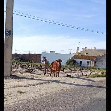 Boi e cavalo à solta em Vale Barrocas (c/vídeo)