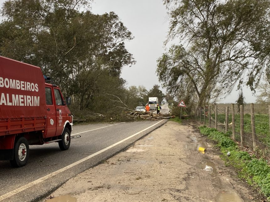 Queda de árvore corta EN 118 em Almeirim 