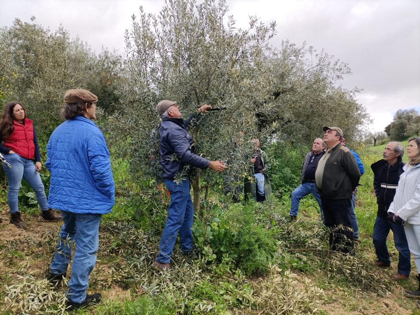 Jornadas da Oliveira, da Poda e do Azeite na Moçarria
