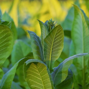 Almeirim: Mega fraude com tabaco pode chegar a 1,2 milhões de euros