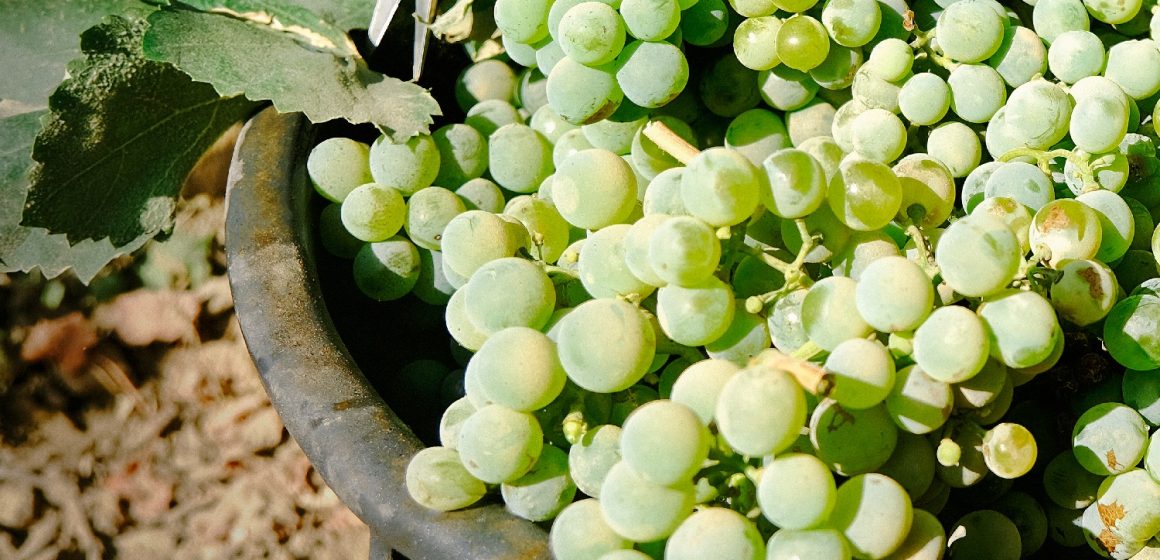 Adega Almeirim vindima começou Vindima já arrancou… em alguns casos antes da apanha do tomate